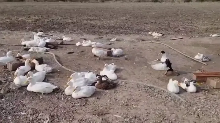 Büyük etlik Pekin Ördekleri, Çorum ürün videosu