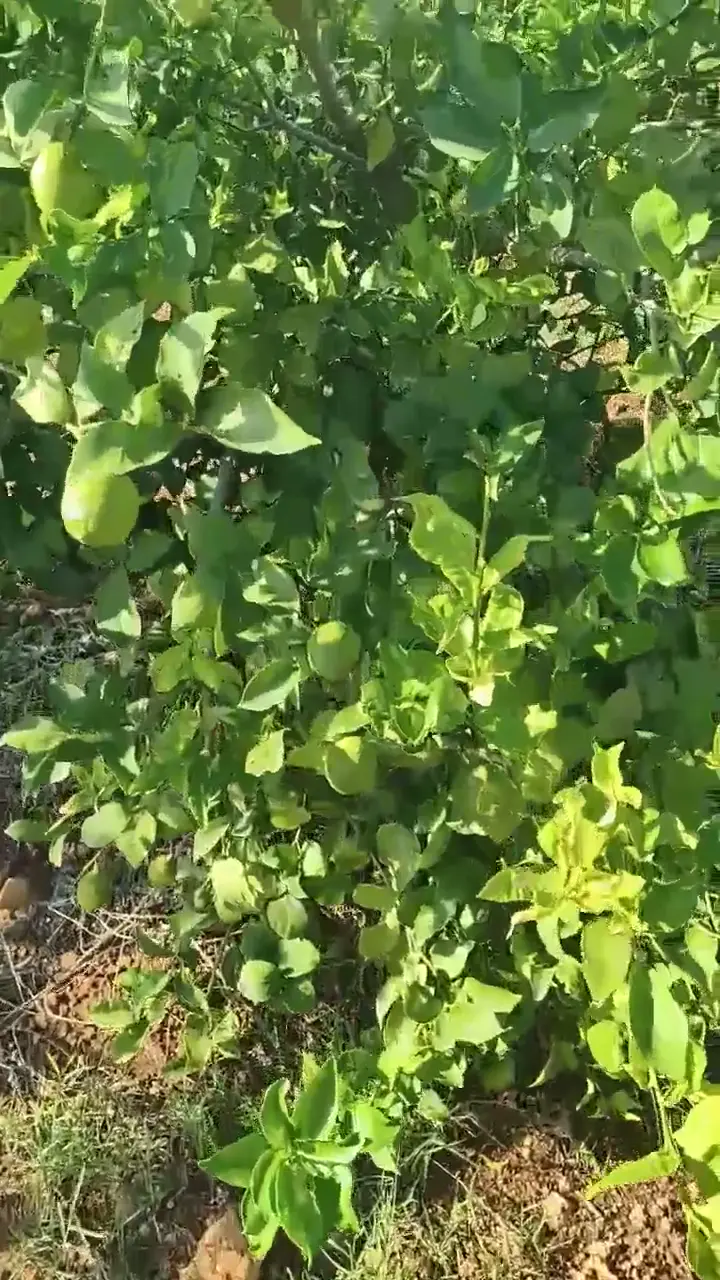 Dikenli limon, Adana ürün videosu