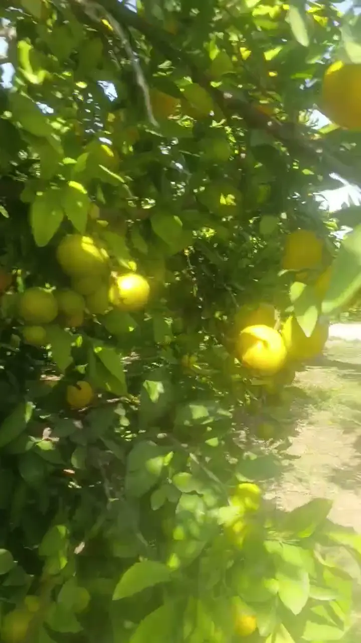 Mandalina A kalite okitsu araç üstü yapılır  Tonaj fark etmez Erzin/Hatay, Hatay ürün videosu