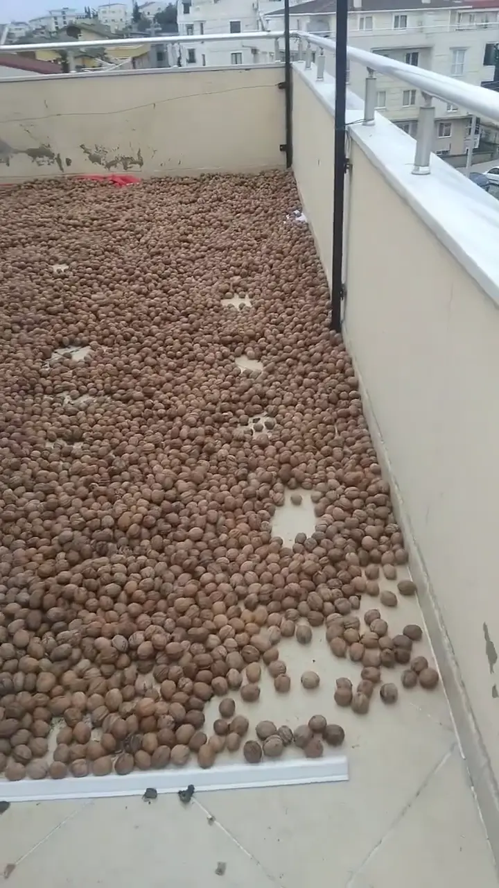 Yeni Hasat Kabuklu kuru ceviz Şebin ve Bilecik elle soyulma doğal kurutma kendi bahçemizin ürünü, Kocaeli ürün videosu