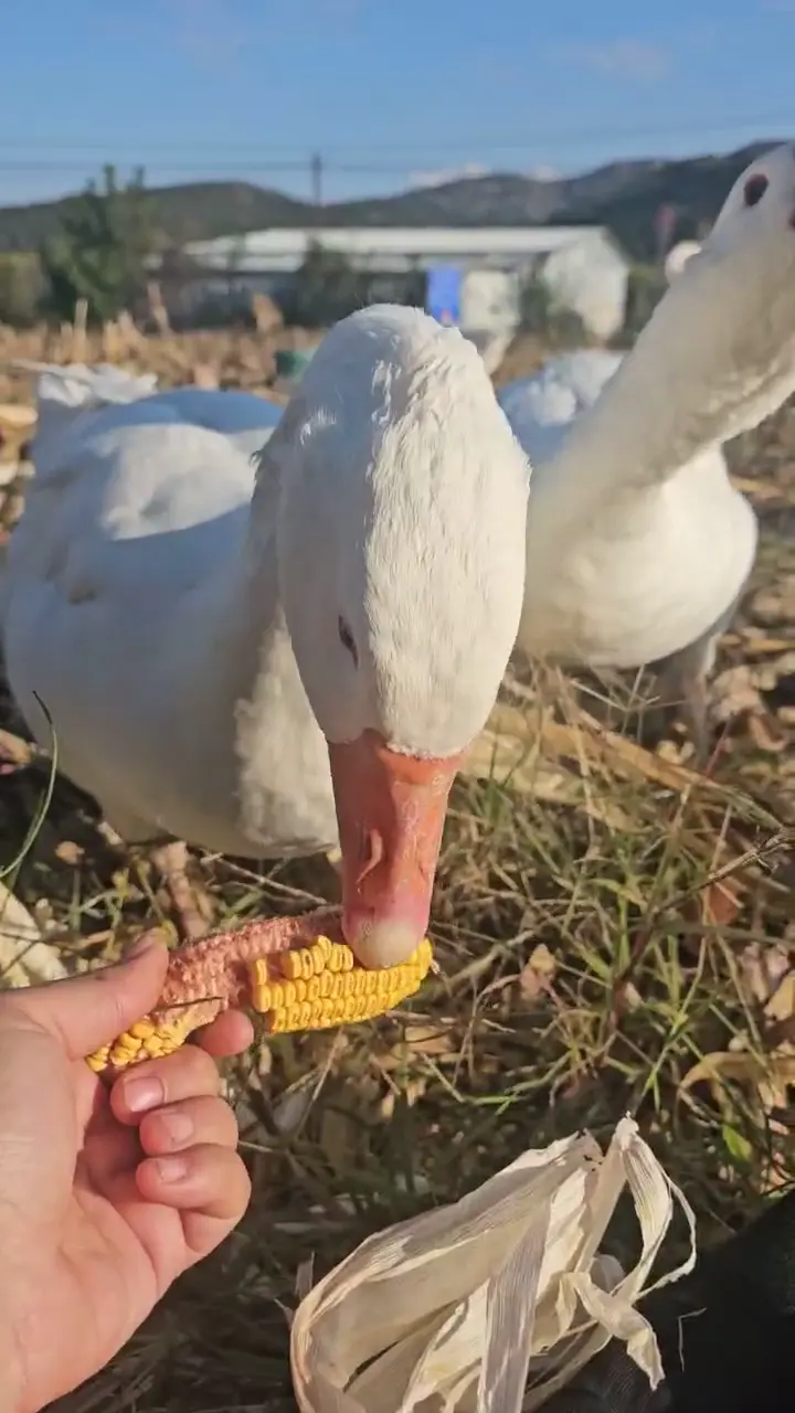 20 Adet Alman Mast Kazı – Toplu Satılık, Amasya ürün videosu