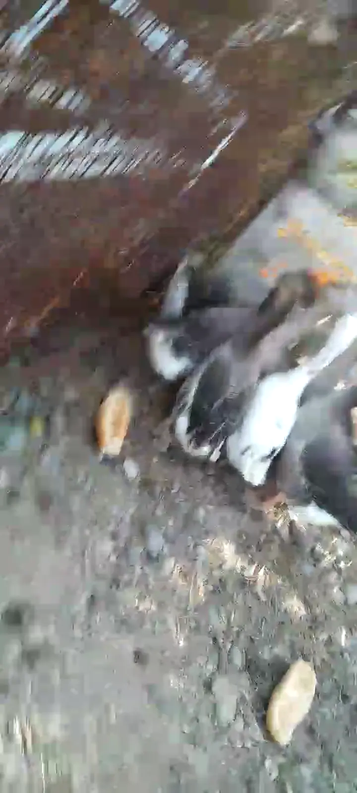 Denizli honazda kaz, Denizli ürün videosu