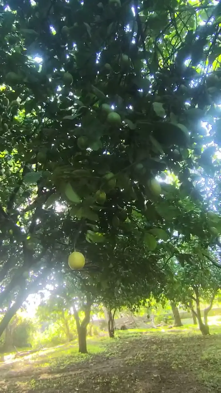Enter limon, Adana ürün videosu