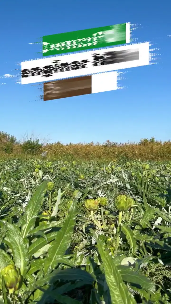 Günlük kesim taze enginar, Denizli ürün videosu