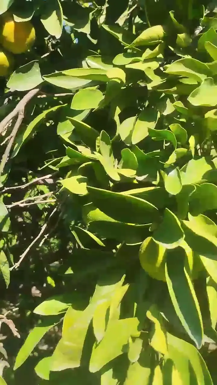 Mandalina toptan dalında kaliteli, İzmir ürün videosu