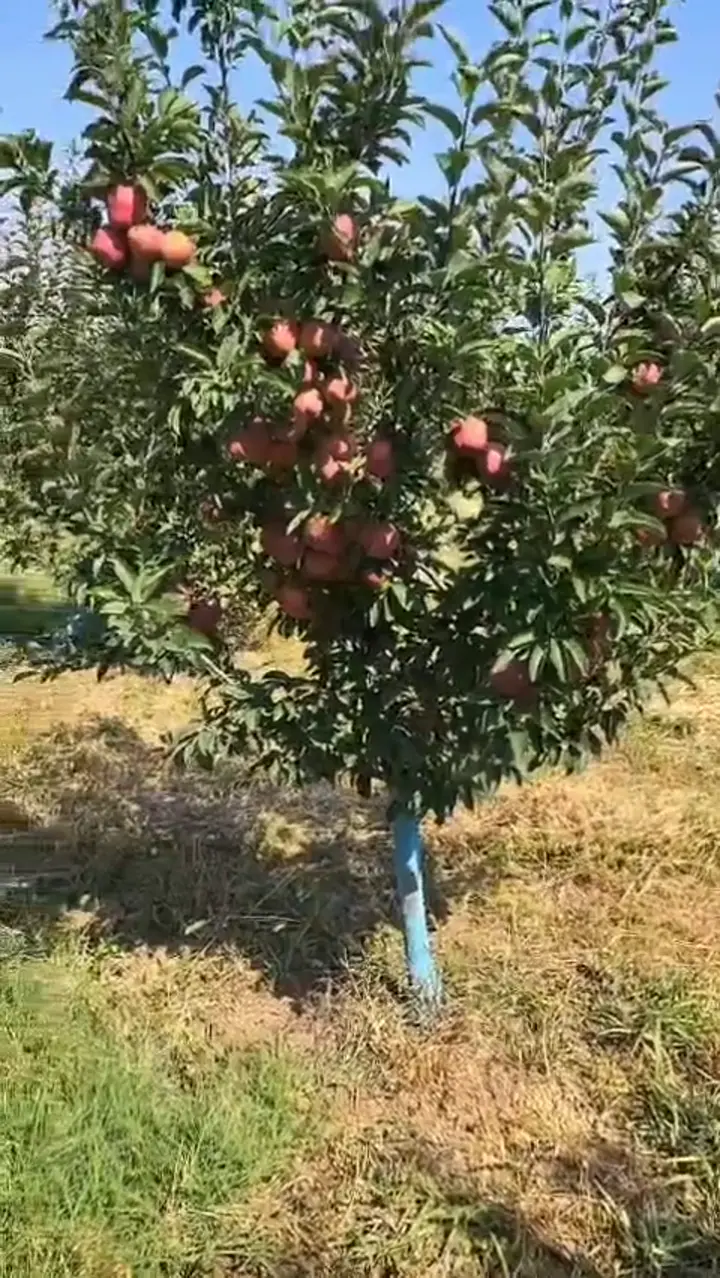Taze elma, Kahramanmaraş ürün videosu