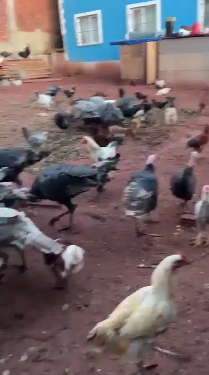Satılık köy hindisi, Tokat ürün videosu